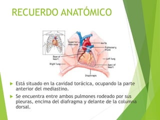 RECUERDO ANATÓMICO
 Está situado en la cavidad torácica, ocupando la parte
anterior del mediastino.
 Se encuentra entre ambos pulmones rodeado por sus
pleuras, encima del diafragma y delante de la columna
dorsal.
 