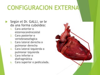 CONFIGURACION EXTERNA
 Según el Dr. GALLI, se le
da una forma cuboidea:
1. Cara anterior o
esternocondrocostal
2. Cara posterior o
vertebroesofagica
3. Cara lateral derecha o
pulmonar derecha
4. Cara lateral izquierda o
pulmonar izquierda
5. Cara inferior o
diafragmática
6. Cara superior o pediculada.
 