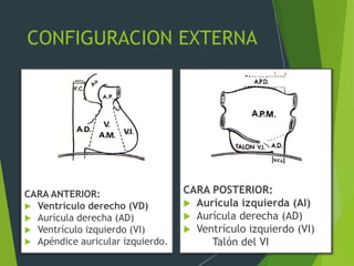 CONFIGURACION EXTERNA
CARA ANTERIOR:
 Ventrículo derecho (VD)
 Aurícula derecha (AD)
 Ventrículo izquierdo (VI)
 Apéndice auricular izquierdo.
CARA POSTERIOR:
 Aurícula izquierda (AI)
 Aurícula derecha (AD)
 Ventrículo izquierdo (VI)
Talón del VI
 