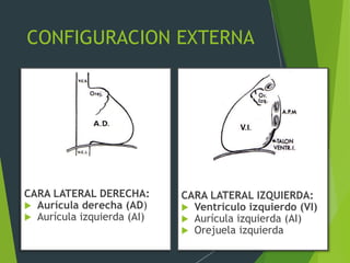 CONFIGURACION EXTERNA
CARA LATERAL DERECHA:
 Aurícula derecha (AD)
 Aurícula izquierda (AI)
CARA LATERAL IZQUIERDA:
 Ventrículo izquierdo (VI)
 Aurícula izquierda (AI)
 Orejuela izquierda
 