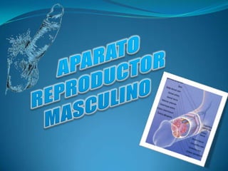 APARATO REPRODUCTOR MASCULINO 