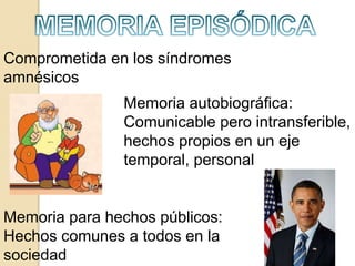 Comprometida en los síndromes
amnésicos
Memoria autobiográfica:
Comunicable pero intransferible,
hechos propios en un eje
temporal, personal
Memoria para hechos públicos:
Hechos comunes a todos en la
sociedad
 