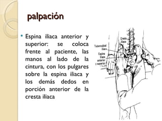 palpación
   Espina iliaca anterior y
    superior: se coloca
    frente al paciente, las
    manos al lado de la
    cintura, con los pulgares
    sobre la espina iliaca y
    los demás dedos en
    porción anterior de la
    cresta iliaca
 