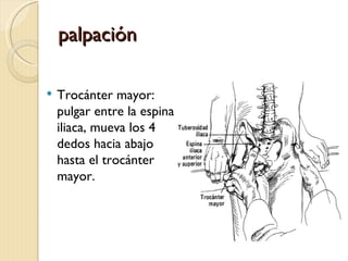 palpación

   Trocánter mayor:
    pulgar entre la espina
    iliaca, mueva los 4
    dedos hacia abajo
    hasta el trocánter
    mayor.
 