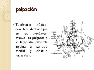 palpación

   Tubérculo     púbico:
    con los dedos fijos
    en los trocánter,
    mueve los pulgares a
    lo largo del reborde
    inguinal en sentido
    medial y oblicuo
    hacia abajo
 