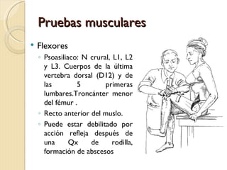 Pruebas musculares
   Flexores
    ◦ Psoasiliaco: N crural, L1, L2
      y L3. Cuerpos de la última
      vertebra dorsal (D12) y de
      las        5        primeras
      lumbares.Troncánter menor
      del fémur .
    ◦ Recto anterior del muslo.
    ◦ Puede estar debilitado por
      acción refleja después de
      una      Qx    de      rodilla,
      formación de abscesos
 