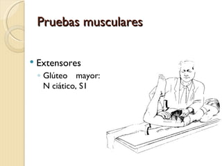 Pruebas musculares

   Extensores
    ◦ Glúteo mayor:
      N ciático, S1
 