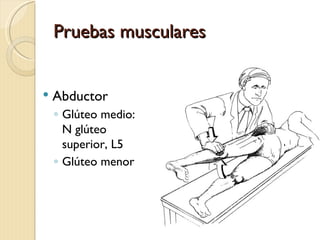 Pruebas musculares


   Abductor
    ◦ Glúteo medio:
      N glúteo
      superior, L5
    ◦ Glúteo menor
 