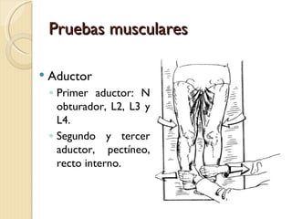 Pruebas musculares

   Aductor
    ◦ Primer aductor: N
      obturador, L2, L3 y
      L4.
    ◦ Segundo y tercer
      aductor, pectíneo,
      recto interno.
 