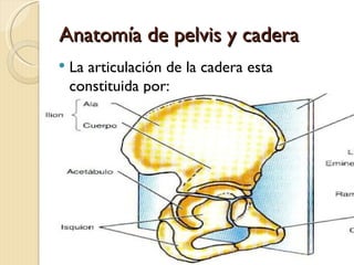 Anatomía de pelvis y cadera
   La articulación de la cadera esta
    constituida por:
 