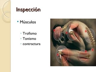 Inspección

   Músculos

    ◦ Trofismo
    ◦ Tonismo
    ◦ contractura
 