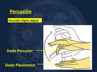 Percusión
Pecusión Digito-digital
Dedo Plexímetro
Dedo Percutor
 