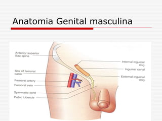 Anatomia Genital masculina
 