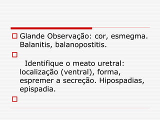  Glande Observação: cor, esmegma.
Balanitis, balanopostitis.

Identifique o meato uretral:
localização (ventral), forma,
espremer a secreção. Hipospadias,
epispadia.

 