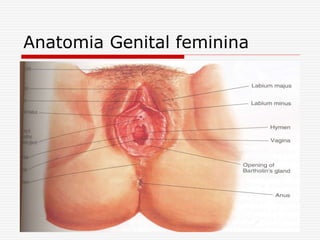 Anatomia Genital feminina
 
