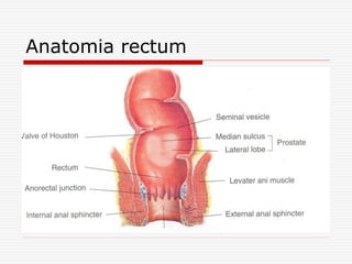 Anatomia rectum
 