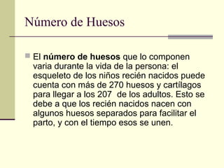 Número de Huesos
 El número de huesos que lo componen
varia durante la vida de la persona: el
esqueleto de los niños recién nacidos puede
cuenta con más de 270 huesos y cartílagos
para llegar a los 207  de los adultos. Esto se
debe a que los recién nacidos nacen con
algunos huesos separados para facilitar el
parto, y con el tiempo esos se unen.
 