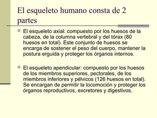El esqueleto humano consta de 2
partes
 El esqueleto axial: compuesto por los huesos de la
cabeza, de la columna vertebral y del tórax (80
huesos en total). Este conjunto de huesos se
encarga de sostener el peso del cuerpo, mantener la
postura erguida y proteger los órganos internos.
 El esqueleto apendicular: compuesto por los huesos
de los miembros superiores, pectorales, de los
miembros inferiores y pélvicos (126 huesos en total).
Se encargan de permitir la locomoción y proteger los
órganos reproductivos, excretores y digestivos.
 