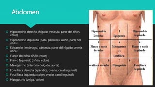  Hipocondrio derecho (hígado, vesícula, parte del riñón,
colon)
 Hipocondrio izquierdo (bazo, páncreas, colon, parte del
riñón)
 Epigastrio (estómago, páncreas, parte del hígado, arteria
aorta)
 Flanco derecho (riñón, colon)
 Flanco Izquierdo (riñón, colon)
 Mesogastrio (intestino delgado, aorta)
 Fosa iliaca derecha (apéndice, ovario, canal inguinal)
 Fosa iliaca izquierda (colon, ovario, canal inguinal)
 Hipogastrio (vejiga, colon)
Abdomen
 