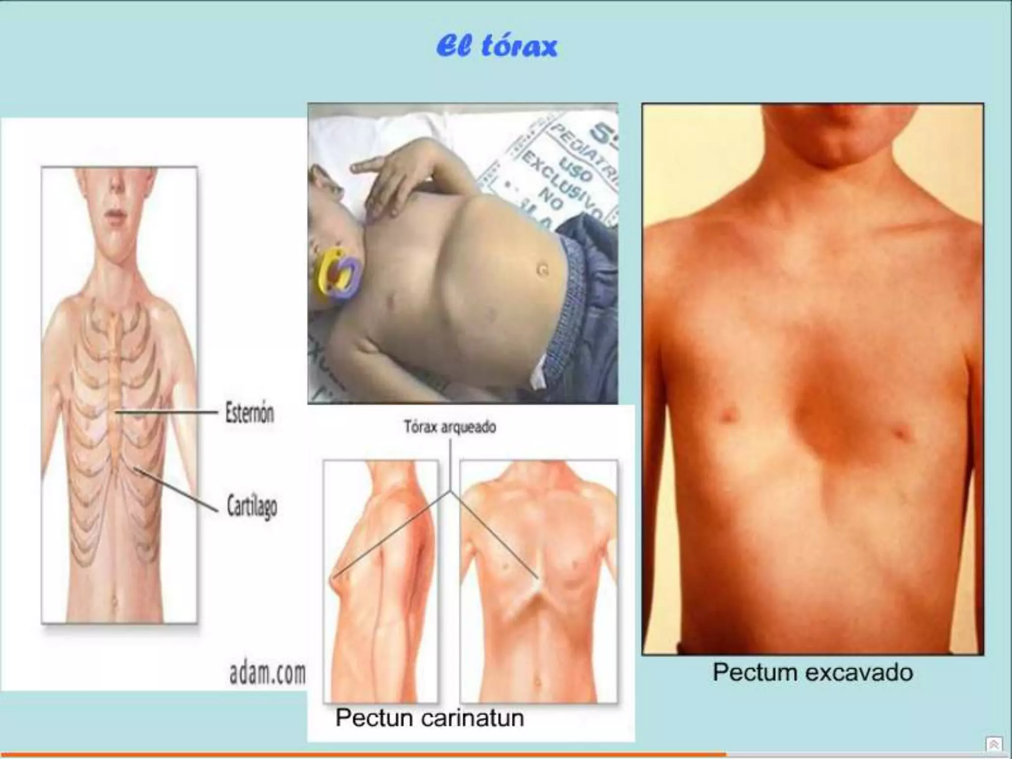 Semiología Pediatrica
