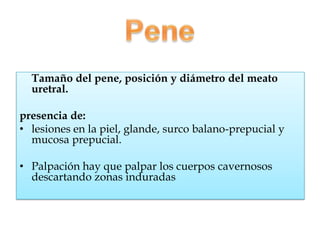 Tamaño del pene, posición y diámetro del meato
  uretral.

presencia de:
• lesiones en la piel, glande, surco balano-prepucial y
  mucosa prepucial.

• Palpación hay que palpar los cuerpos cavernosos
  descartando zonas induradas
 