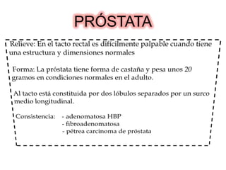 PRÓSTATA
 