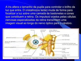 A íris altera o tamanho da pupila para controlar o brilho da
luz que entra. O cristalino(ou lente) muda de forma para
focalizar a luz sobre uma camada de bastonetes e cones
que constituem a retina. Os impulsos criados pelas células
nervosas especializadas da retina transmitem uma
imagem visual ao longo do nervo óptico para o cérebro.
 