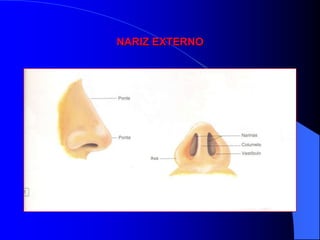 NARIZ EXTERNO
 