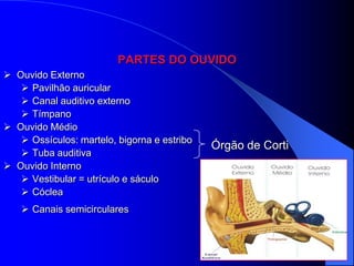 PARTES DO OUVIDO
 Ouvido Externo
    Pavilhão auricular
    Canal auditivo externo
    Tímpano
 Ouvido Médio
    Ossículos: martelo, bigorna e estribo
                                             Órgão de Corti
    Tuba auditiva
 Ouvido Interno
    Vestibular = utrículo e sáculo
    Cóclea
    Canais semicirculares
 