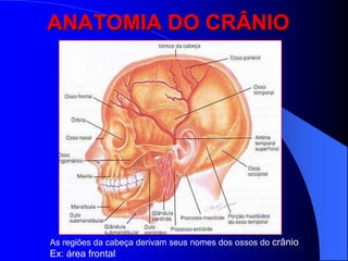 ANATOMIA DO CRÂNIO




As regiões da cabeça derivam seus nomes dos ossos do crânio
Ex: área frontal
 