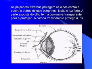 As pálpebras externas protegem os olhos contra a
poeira e outros objetos estranhos, lesão e luz forte. A
parte exposta do olho tem a conjuntiva transparente
para a proteção. A córnea transparente protege a íris.
 