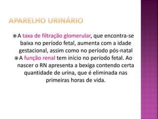  A taxa de filtração glomerular, que encontra-se
baixa no período fetal, aumenta com a idade
gestacional, assim como no período pós-natal
 A função renal tem início no período fetal. Ao
nascer o RN apresenta a bexiga contendo certa
quantidade de urina, que é eliminada nas
primeiras horas de vida.
 