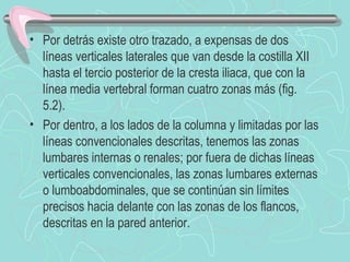 • Por detrás existe otro trazado, a expensas de dos
  líneas verticales laterales que van desde la costilla XII
  hasta el tercio posterior de la cresta iliaca, que con la
  línea media vertebral forman cuatro zonas más (fig.
  5.2).
• Por dentro, a los lados de la columna y limitadas por las
  líneas convencionales descritas, tenemos las zonas
  lumbares internas o renales; por fuera de dichas líneas
  verticales convencionales, las zonas lumbares externas
  o lumboabdominales, que se continúan sin límites
  precisos hacia delante con las zonas de los flancos,
  descritas en la pared anterior.
 