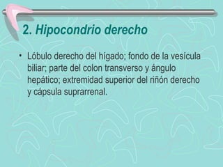 2. Hipocondrio derecho
• Lóbulo derecho del hígado; fondo de la vesícula
  biliar; parte del colon transverso y ángulo
  hepático; extremidad superior del riñón derecho
  y cápsula suprarrenal.
 