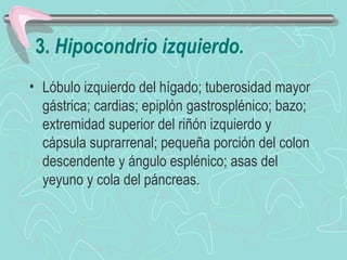 3. Hipocondrio izquierdo.
• Lóbulo izquierdo del hígado; tuberosidad mayor
  gástrica; cardias; epiplón gastrosplénico; bazo;
  extremidad superior del riñón izquierdo y
  cápsula suprarrenal; pequeña porción del colon
  descendente y ángulo esplénico; asas del
  yeyuno y cola del páncreas.
 