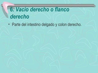 6. Vacío derecho o flanco
 derecho
• Parte del intestino delgado y colon derecho.
 