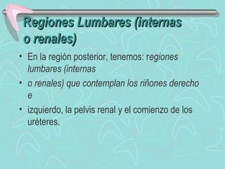 Regiones Lumbares (internas
 o renales)
• En la región posterior, tenemos: regiones
  lumbares (internas
• o renales) que contemplan los riñones derecho
  e
• izquierdo, la pelvis renal y el comienzo de los
  uréteres.
 