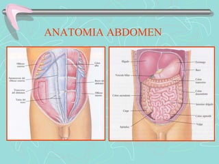 ANATOMIA ABDOMEN
 