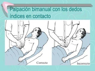 Palpación bimanual con los dedos
índices en contacto




           Correcto          Incorrecto
 