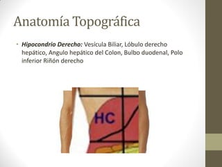 Anatomía Topográfica
• Hipocondrio Derecho: Vesícula Biliar, Lóbulo derecho
hepático, Angulo hepático del Colon, Bulbo duodenal, Polo
inferior Riñón derecho
 