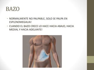 BAZO
• NORMALMENTE NO PALPABLE, SOLO SE PALPA EN
ESPLENOMEGALIA!
• CUANDO EL BAZO CRECE LO HACE HACIA ABAJO, HACIA
MEDIAL Y HACIA ADELANTE!
 