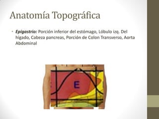Anatomía Topográfica
• Epigastrio: Porción inferior del estómago, Lóbulo izq. Del
hígado, Cabeza pancreas, Porción de Colon Transverso, Aorta
Abdominal
 