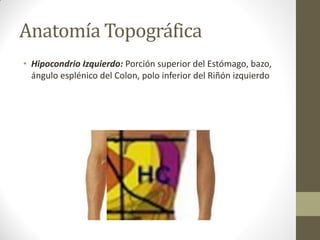 Anatomía Topográfica
• Hipocondrio Izquierdo: Porción superior del Estómago, bazo,
ángulo esplénico del Colon, polo inferior del Riñón izquierdo
 