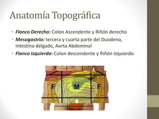 Anatomía Topográfica
• Flanco Derecho: Colon Ascendente y Riñón derecho
• Mesogastrio: tercera y cuarta parte del Duodeno,
Intestino delgado, Aorta Abdominal
• Flanco Izquierdo: Colon descendente y Riñón Izquierdo
 