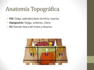 Anatomía Topográfica
• FID: Ciego, apéndice,íleon termina, ovarios
• Hipogastrio: Vejiga, uréteres, Utero
• FII: Porción Ilíaca del Colon y Ovarios
 