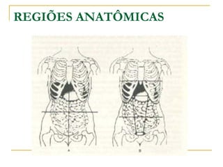 REGIÕES ANATÔMICAS
 