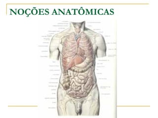 NOÇÕES ANATÔMICAS
 