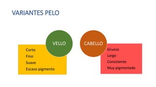 VARIANTES PELO
Corto
Fino
Suave
Escaso pigmento
VELLO
Grueso
Largo
Consistente
Muy pigmentado
CABELLO
 