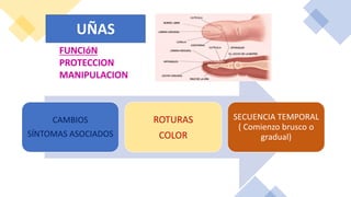 CAMBIOS
SÍNTOMAS ASOCIADOS
ROTURAS
COLOR
SECUENCIA TEMPORAL
( Comienzo brusco o
gradual)
UÑAS
FUNCIóN
PROTECCION
MANIPULACION
 