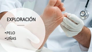 EXPLORACIÓN
•PELO
•UÑAS
 